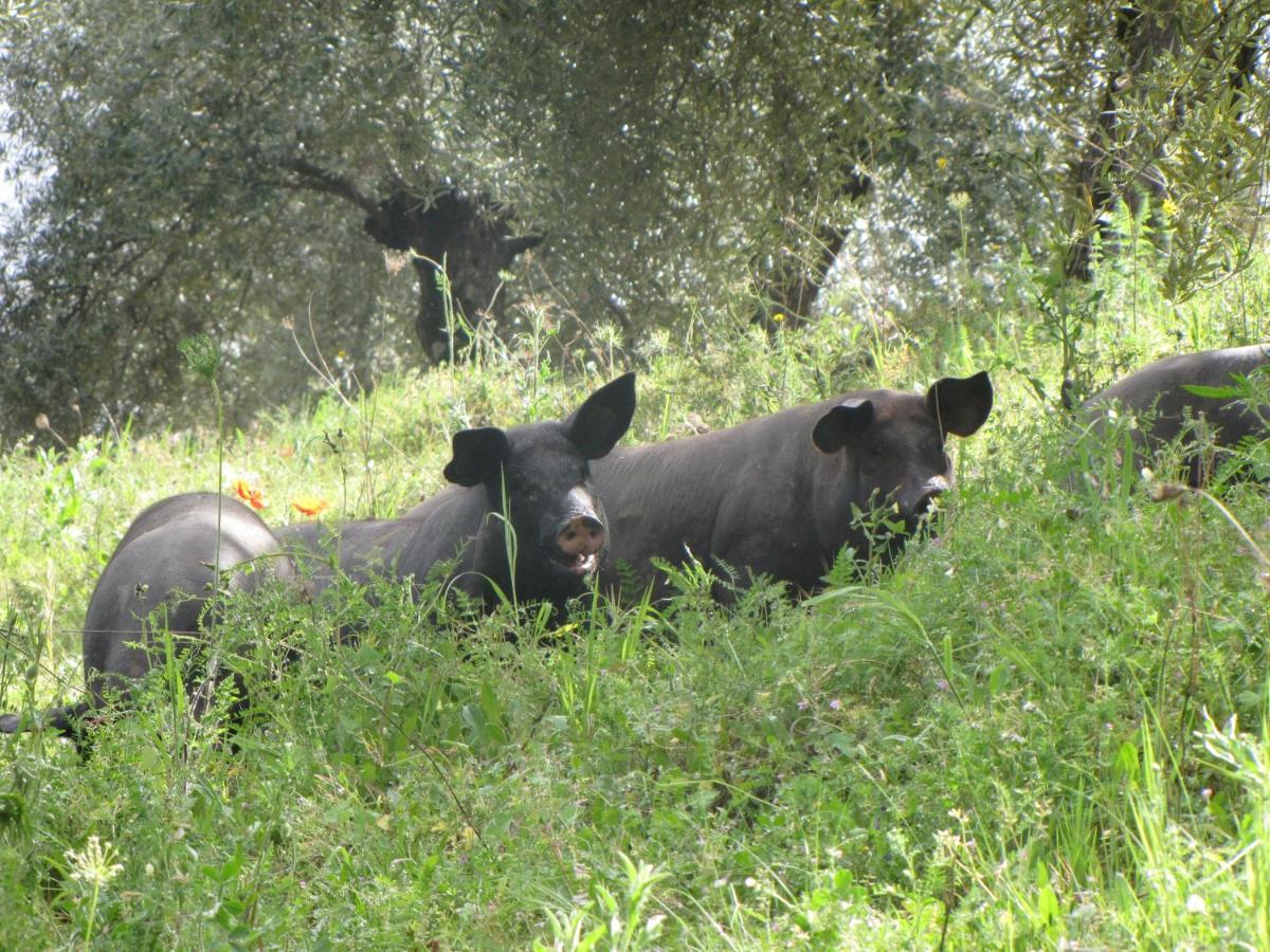 Holiday home Cortijo 