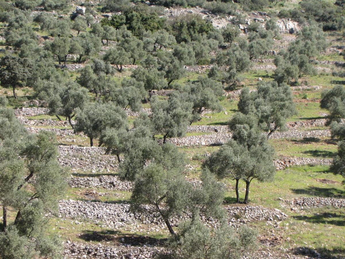 Cortijo 