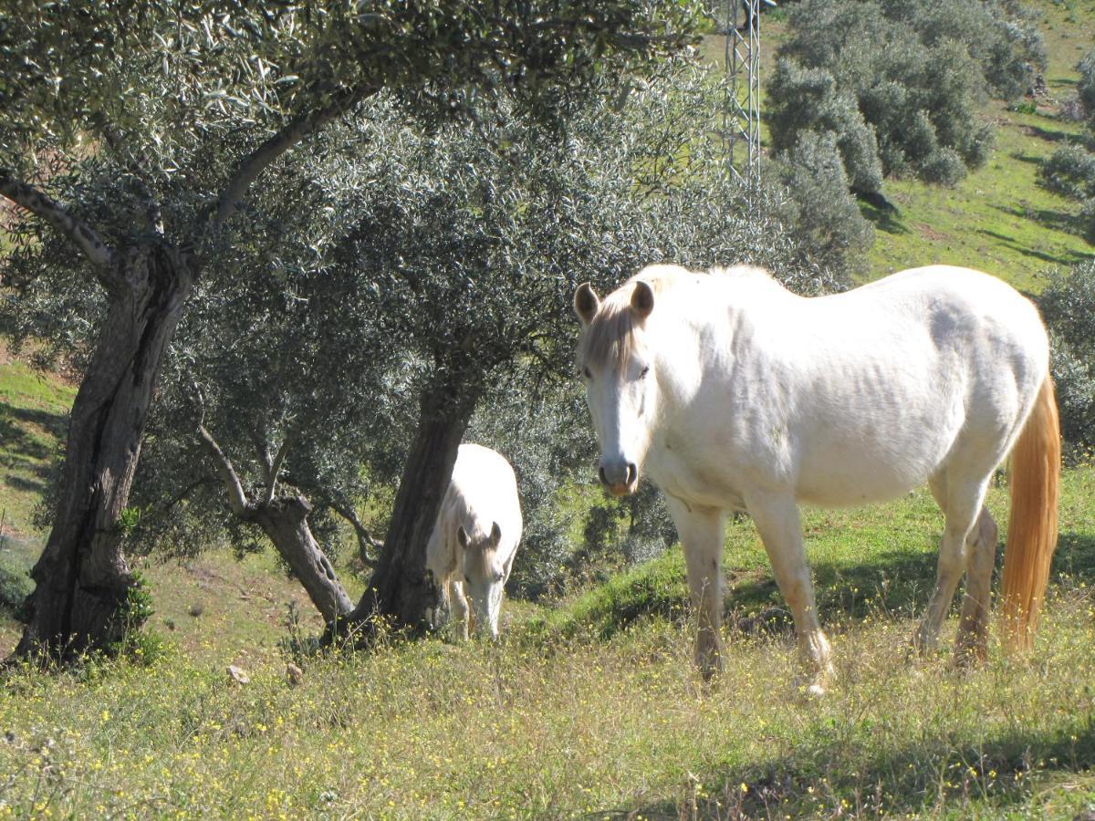 Cortijo 