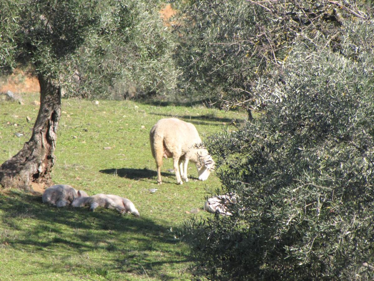 Cortijo 