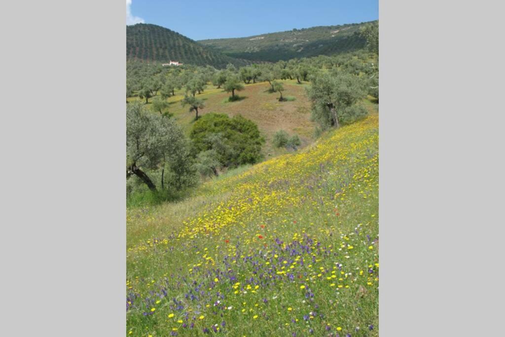 Hébergement de vacances Cortijo 