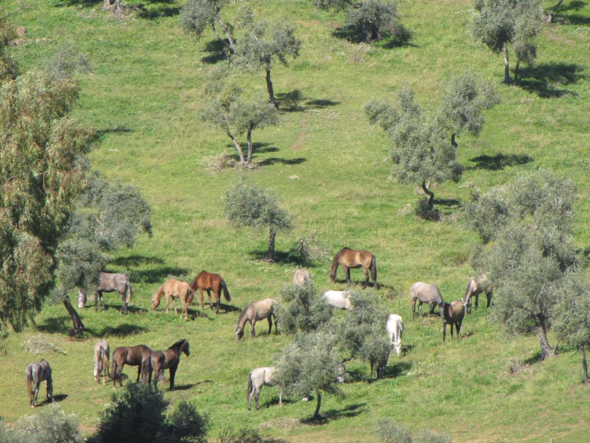 Hébergement de vacances Cortijo 
