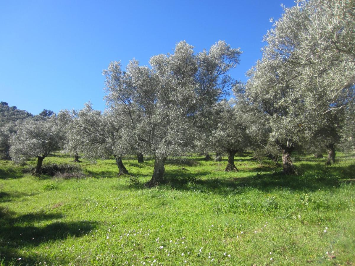 Cortijo 